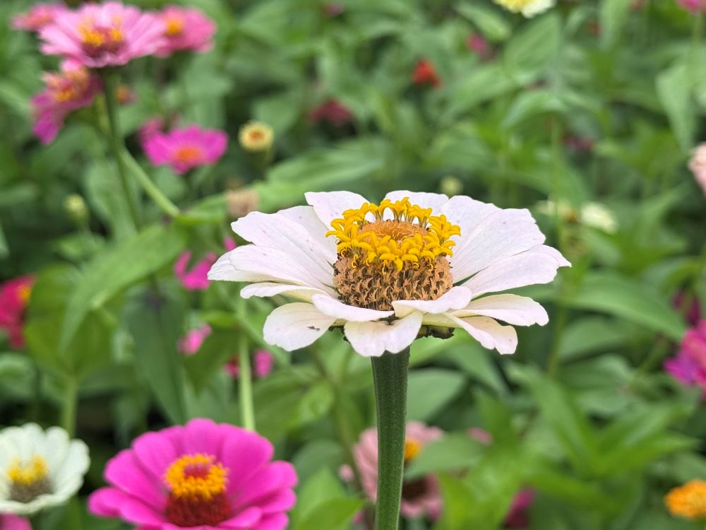 다 예언을 하면 (고전 14:24-25)
