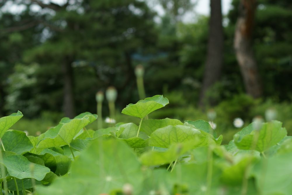 어찌하여 멀리 서 계십니까?(시 10:1)