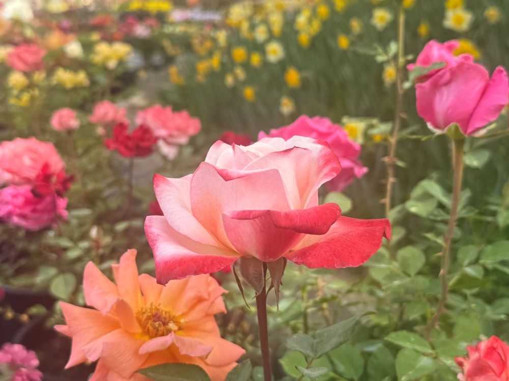 나는 입술이 부정한 사람이요(사 6:5)