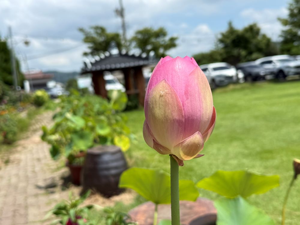매를 더 맞으려고(사 1:5)
