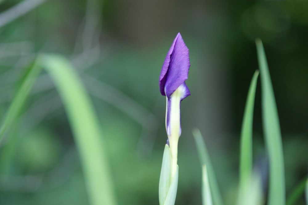 심지가 견고한 자(사 26:3)