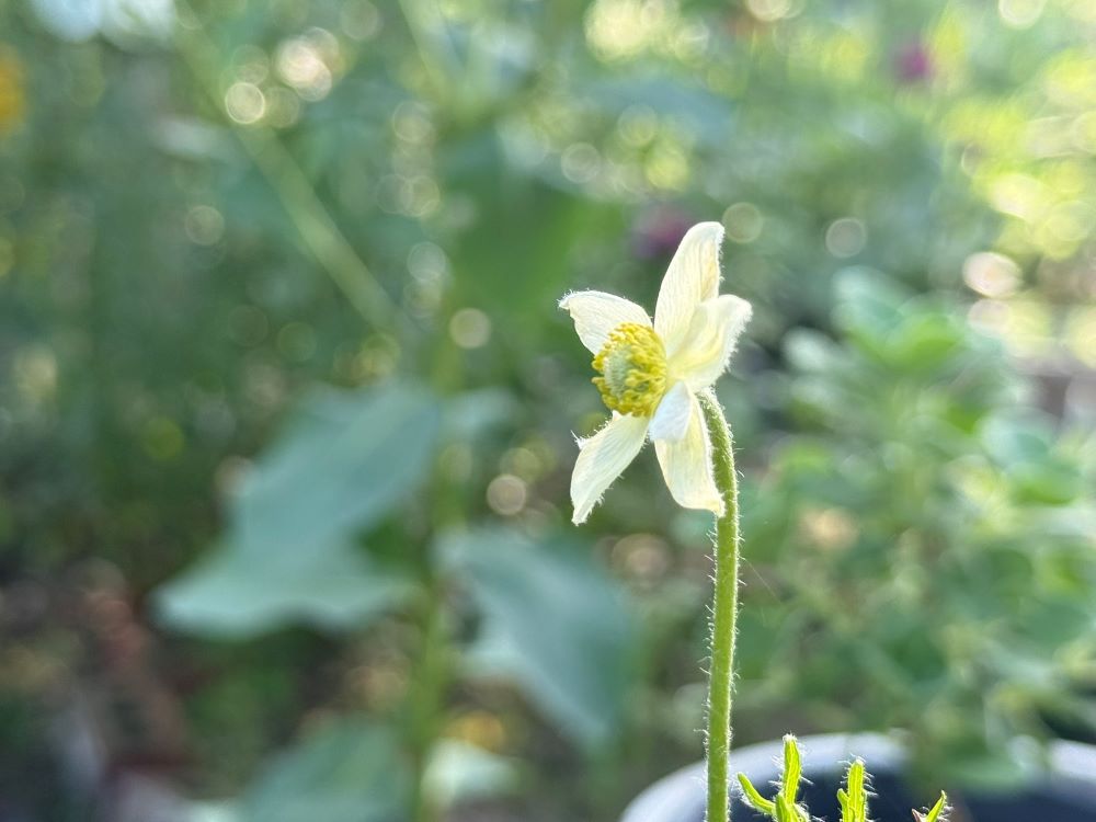 보고 들을지니라(사 18:3)